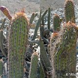 Haageocereus acranthus Zuniga, Canete, Peru ©Mildred Canales.jpg